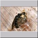 Passaloecus cf eremita - Grabwespe 20a 7mm beim Nestverschluss mit Harz.jpg